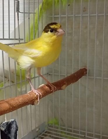 Bülbül cavan ərkək