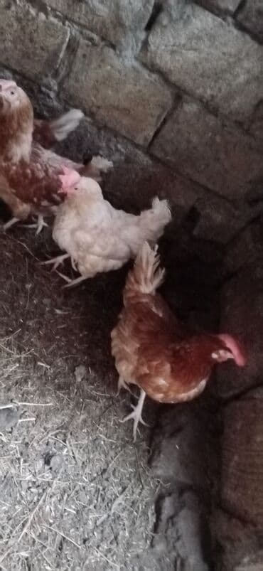 купить цыплят несушек: Yumurtalıq toyuqlar — 3