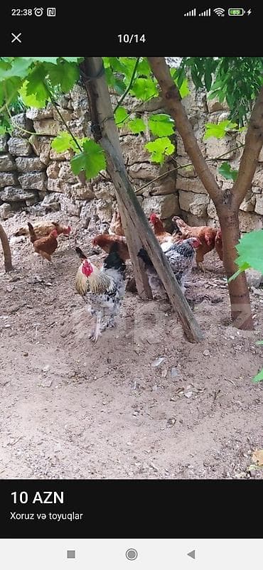 Toyuqlar: Toyuq, Yumurtalıq — 1