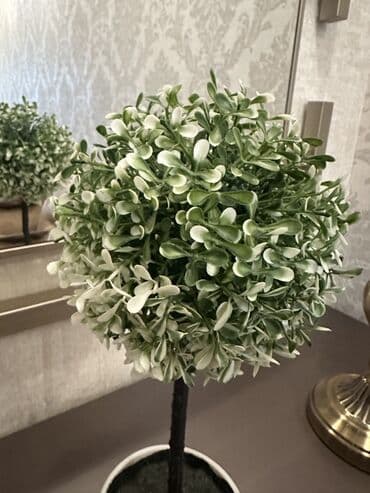 toxuma guller: Dekorativ topiar bitki – ağ keramik dibçəkdə - Realistik görünüşlü — 2