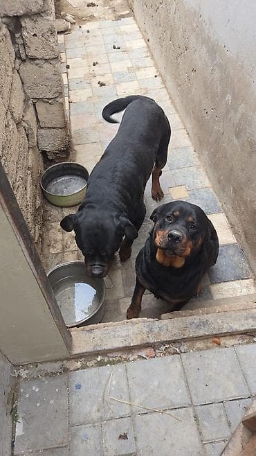 golden bala: Rotveyler — 1