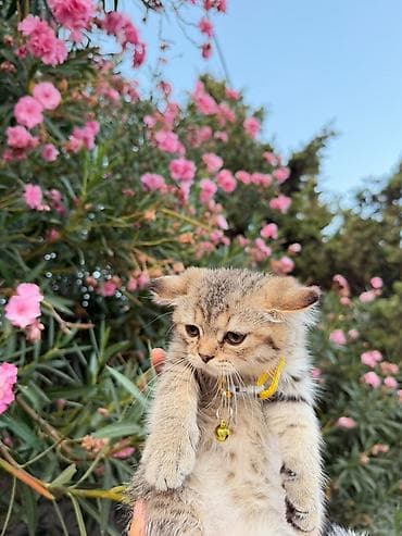 pişik sarı: Məhsul: Pişik üçün tənzimlənən boyunluq - Rəng: Parlaq sarı - Naqş — 8
