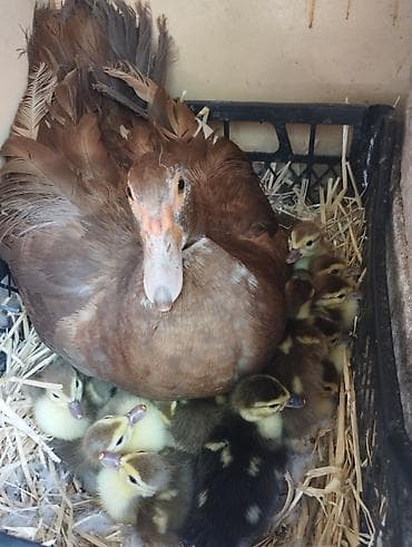 dişi labrador: Muscovy (indi) ördəyi və civcivləri - Cins: Muscovy/indi ördəyi - — 1