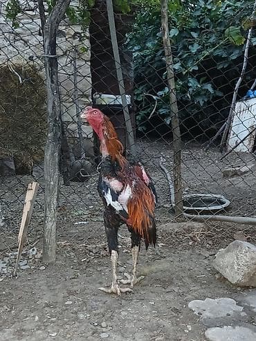beçeler: Reyal alc narahat etsin çeksi 4.300du — 1