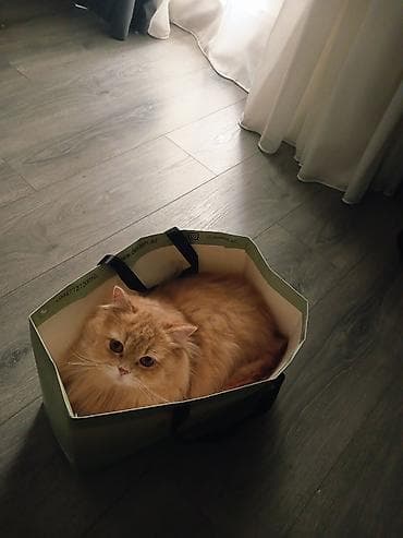 erkey dana: Erkək, Pulsuz çatdırılma — 2