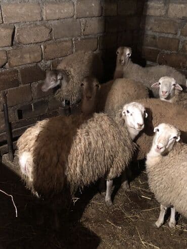 дом для кошек: Qoyun sürüsü satılır - Növ: yerli qaragül/qarabaş tipli damazlıq — 1