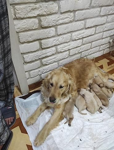 İtlər: Labrador-retriver, 1 ay, Dişi — 1