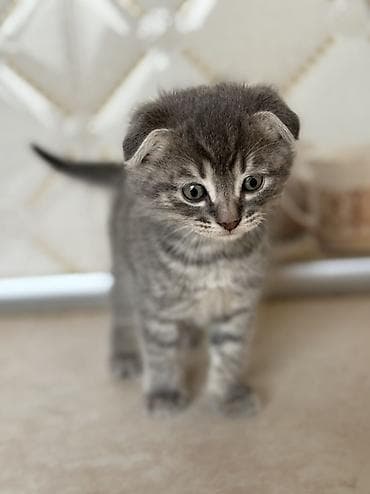 balaca ag itler: Şotland yastı qulaq — 3