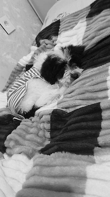 gta 5 disk pc: IPhone 13, Qara, Face ID — 1