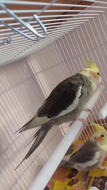 sabuncu it bazari: Tutuquşları — 1