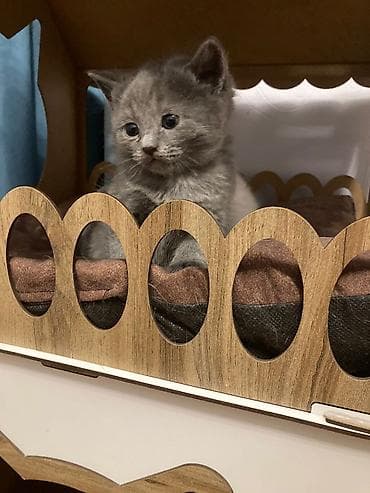 Digər heyvanlar: Taxta pişik evi və yataq dəsti - Material: Taxta (MDF tipli), təbii — 4