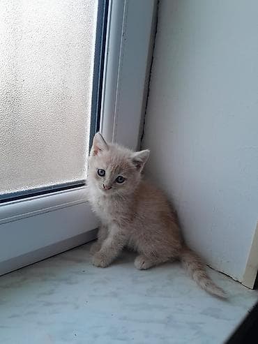 paroda pişik: Şotland, Erkək, Dişi, Ödənişli çatdırılma — 6