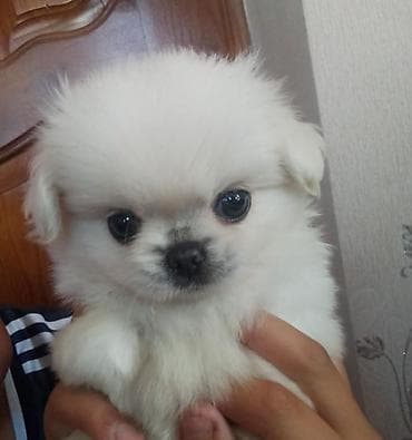 Pekines, 1 ay, Dişi, Peyvəndli