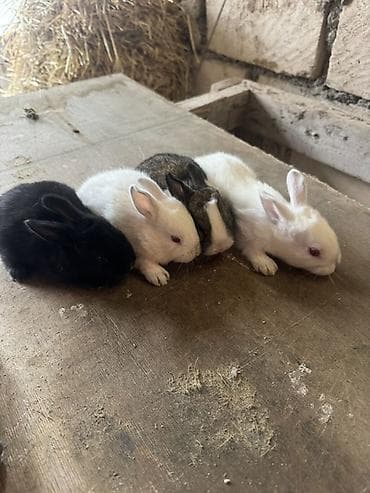 pulsuz heyvanlar verilir: İki ana dovşan balalarıyla birlikdə satılır balaların gözü yeni açılıb — 5