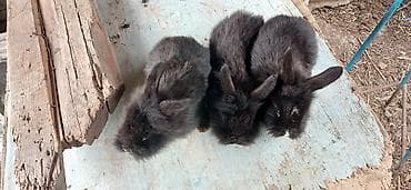 cuce satilir: Dovşan balaları satılır 5 manatdan başlayır qiymətləri. ölçüsünə və — 6