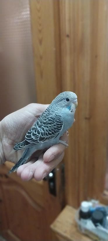 haski balası: Tutuqusu ( papuqay ) . 45 gunluk balalar. Saglam vitaminlerler — 3