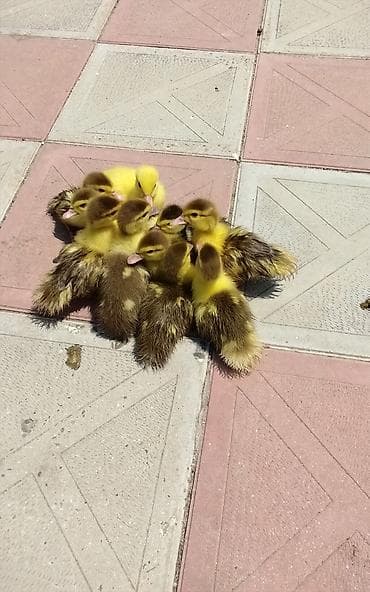 bala xaski: Məhsul: ördək balaları (cücələr) Təsvir: - Sarı-qəhvəyi tüklü, sağlam — 2