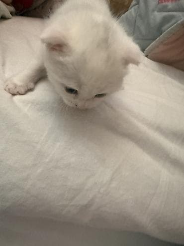 sotlant: Britan — 6