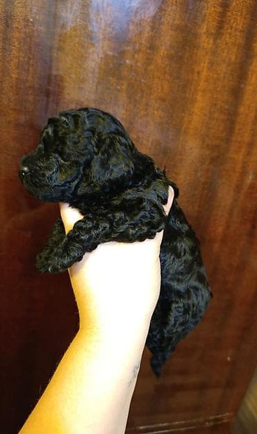 ev heyvan: Pudel, 1 ay, Dişi — 4