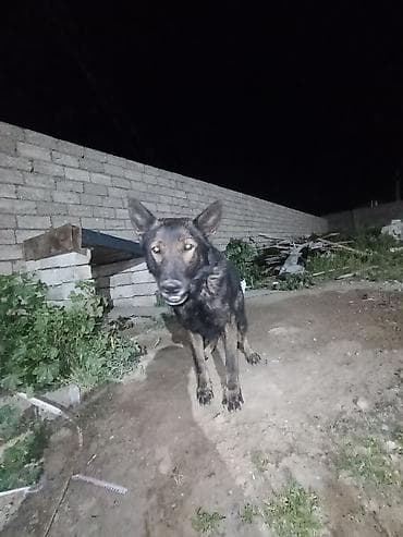 it paltarları: Erkek — 2