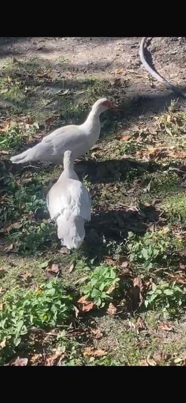 сколько стоит щенок чау чау: Məhsul: Muskoviy ördəkləri (indo-ördəklər) Kül rencilər lavandadı — 1