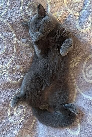 pişikler: Britan, Erkək, Yaxşı əllərə, Pulsuz çatdırılma — 2