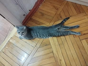 Tabbi, Yaxşı əllərə — 6