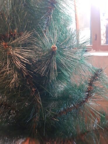 Hədiyyə bağlamaları: Yaxsi veziyyetdedir. 160 sm — 1