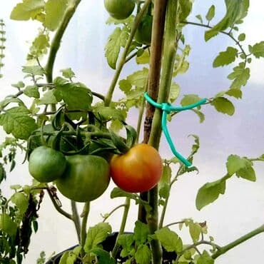 bıçaq şəkilləri: Yeni Bağ qayçısı, Rayonlara çatdırılma, Ödənişli çatdırılma, Ünvandan götürmə — 11