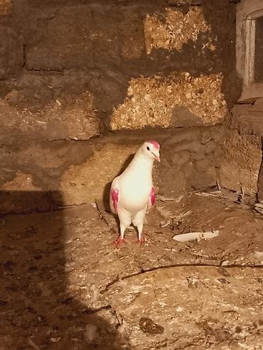 quslar: Salam.qizigin erkeydi — 2