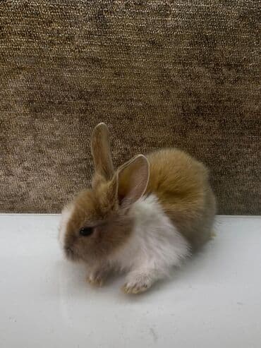 dovsan qefesi: Ev üçün dekorativ dovşan balası - Növ: dekorativ ev dovşanı (mini) - — 2