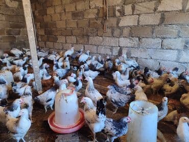 yumurtayan toyuq: Toyuq, Ətlik — 4