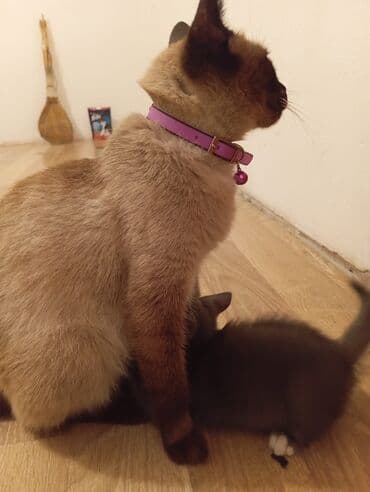 сфинкс кошка цена: Сиамская, Самка, В добрые руки, Самовывоз — 2