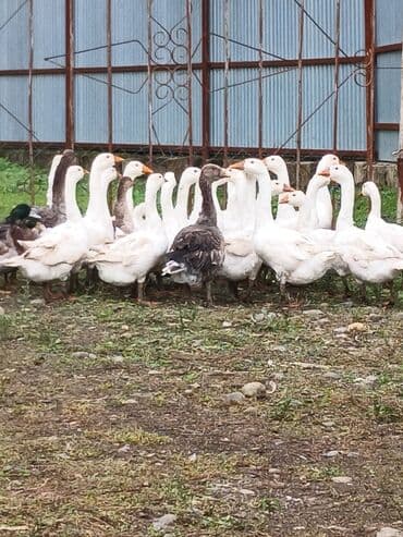 Linda damazliq qazlar. Uzun uzadi yazmaq istemirem.Kime maraqlidirsa