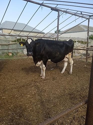 ala inek: Holşteyn cinsi inək satılır. Erkək simmental cinsi balası yanındadır — 1