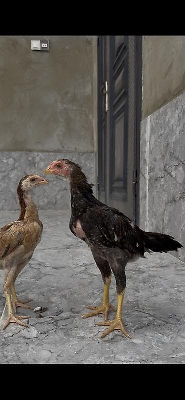 hind toyuqu: Toyuq, Damazlıq — 2