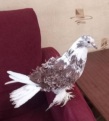 qus: Qıvrım tüklü dekorativ göyerçin 25 azn ünvan Gəncə.055 530 50 06 — 1