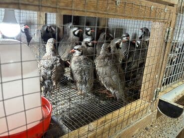 kopek qiymeti: Təcili olaraq 7-8 aylıq iri yumurlaq damazlıq kəkliklər satılır — 7