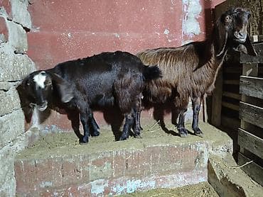 keçilər: Super damazliq heleb ve turk kecilermiz geldi kime maraqlidsa zeng — 7