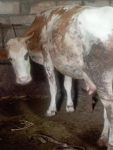 barter itle: 8.10l süd verir.təpik atan inəkdi.ayağın bağlayıb sağıram.balasız — 2