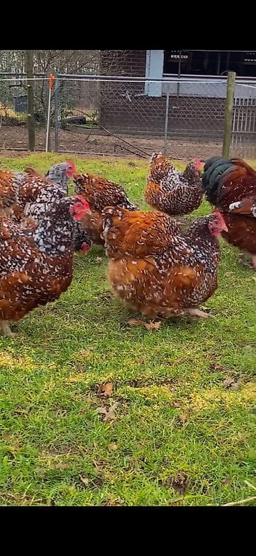 dovşan haqqında məlumat: Toyuq, Damazlıq — 2