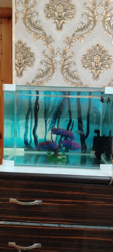 Другие животные: Şüşə akvarium seti - Təxminən orta ölçü şüşə akvarium (düzbucaqlı — 3