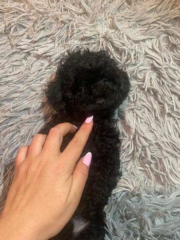 pudel itləri: Pudel — 5