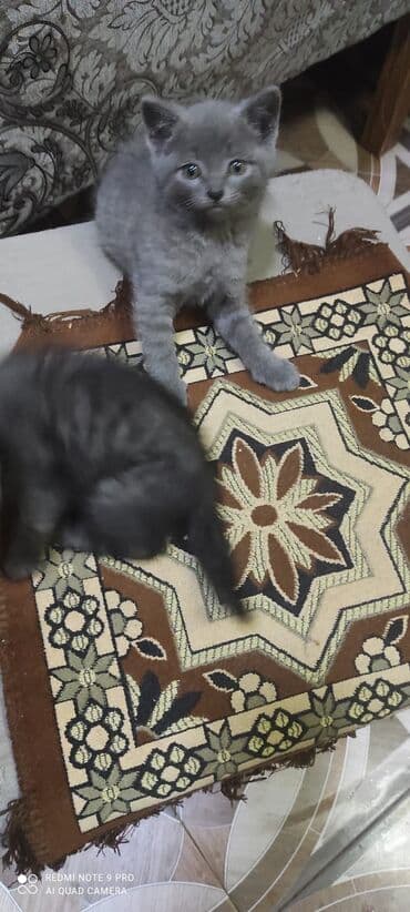 купить сибирского котёнка: Шотландская, Самец, Самка — 9