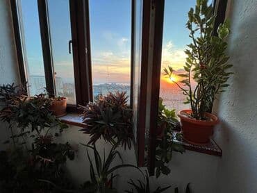 недвижимость в азербайджане купить: Новые Гюнашли Массив В, 3 комнаты, Новостройка, м. Халглар Достлугу, 62 м² — 14