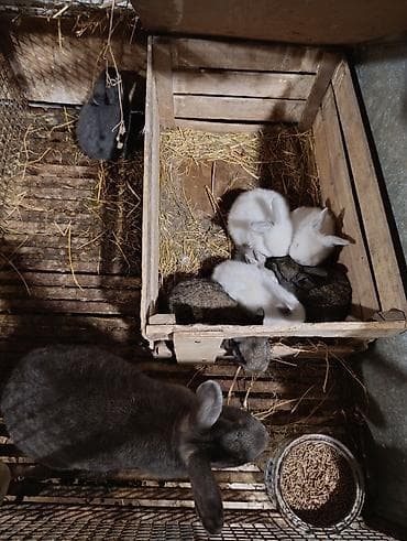 dovsan balasina ne deyilir: Ev şəraitində bəslənən yerli cins dovşan balaları - Rəng çeşidi: boz — 3