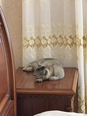 Pişiklər: Şinşilla, Dişi — 2