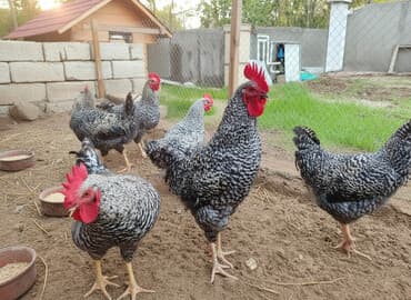 toyuq adlari: Toyuq, Damazlıq — 1