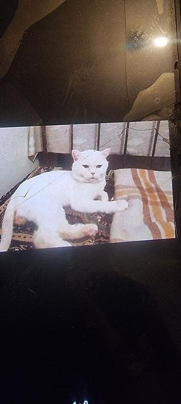 pisik adlari: Ev pişiyi – müxtəlif rənglərdə - Rənglər: tünd boz (mavi tonlu), ağ — 7