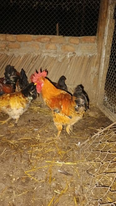 cuce ve xoruz: Məhsul: Yerli xoruz sürüsü Təsvir: - Şəkillərdə müxtəlif rəng və — 10